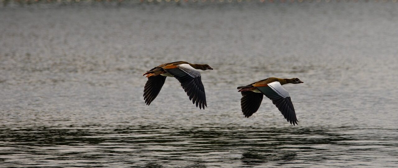 Nilgänse im Flug über dem Nil – Symboltier Ägyptens, häufig zu sehen während einer Nilkreuzfahrt auf einer Ägypten Rundreise