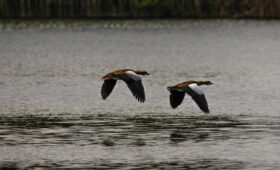 Nilgänse im Flug über dem Nil – Symboltier Ägyptens, häufig zu sehen während einer Nilkreuzfahrt auf einer Ägypten Rundreise