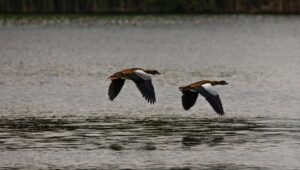 Nilgänse im Flug über dem Nil – Symboltier Ägyptens, häufig zu sehen während einer Nilkreuzfahrt auf einer Ägypten Rundreise
