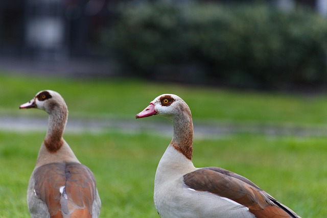 Zwei Nilgänse in Ägypten – Symboltiere des Nils, oft zu sehen während einer Ägypten Rundreise oder Nilkreuzfahrt.